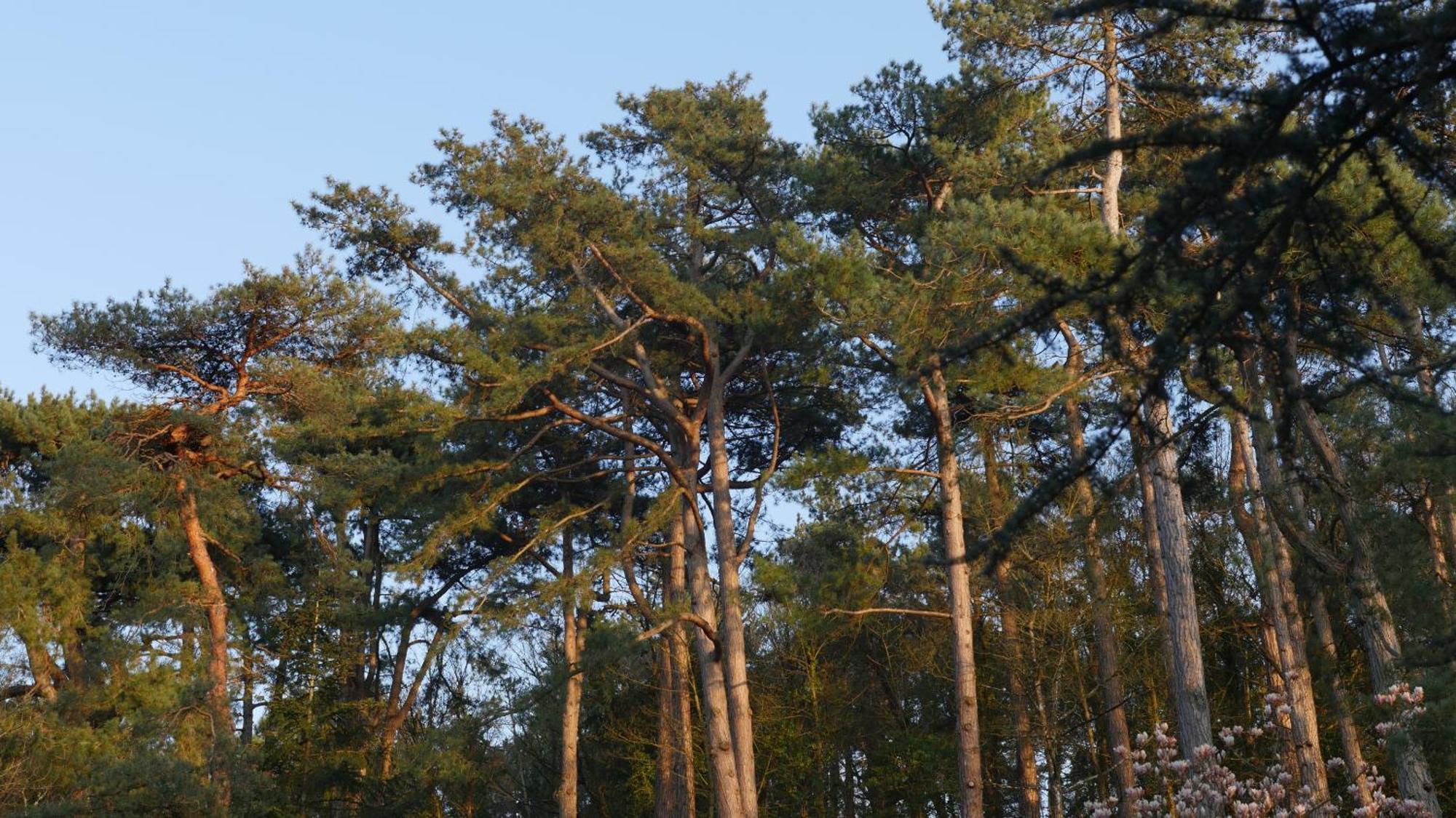 Bain De Foret - Lodges Cosy & Spa Neufchâtel-Hardelot Eksteriør bilde